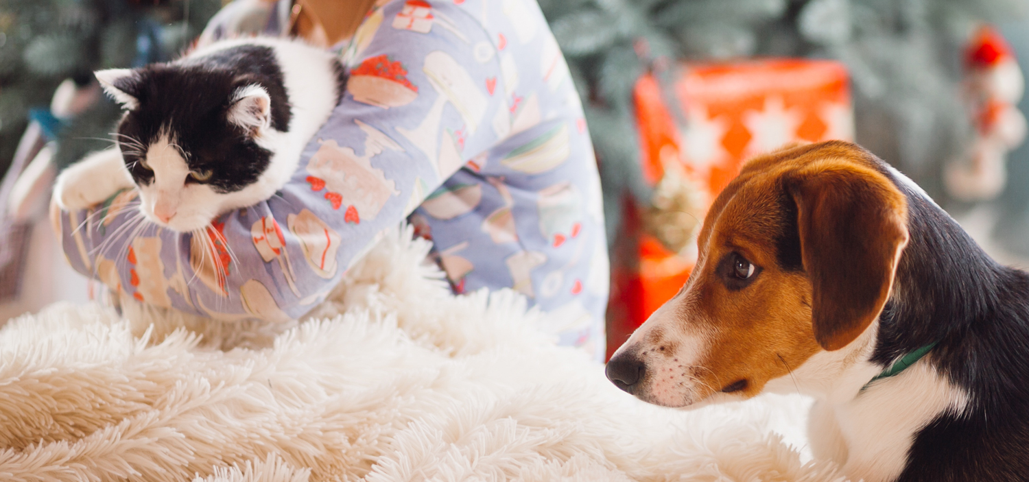 cohabitation chat chien.jpg